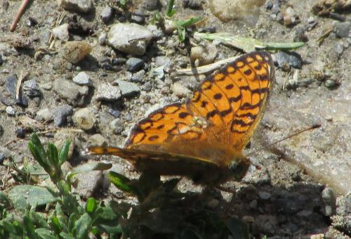 Réf. 195 402 : Argynnis niobe